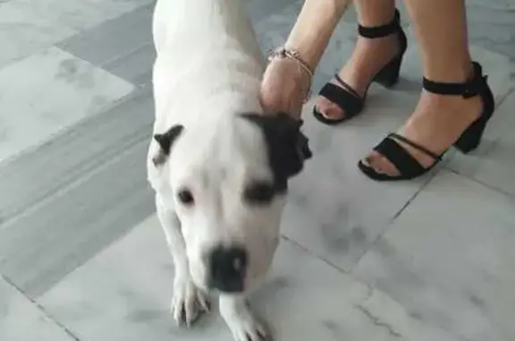 Найдена собака: ул. Мурата Ахеджака
