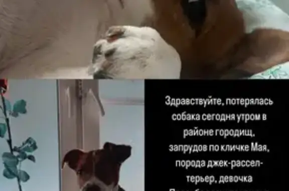 Пропала собака в Коломне, ул. Октябрьская