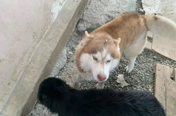 Пропали собаки в Костыли, 8 Марта