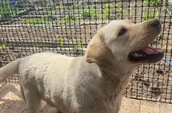 Лабрадор найден в Рябково, Курган