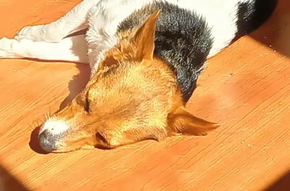 Собаки потеряшки, Пенза, фото: Потеряшка собака: Московская ул., 109