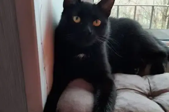 Кошки потеряшки, Санкт-Петербург, фото: Потеряшка кошка: пр-Космонавтов, 48 к1