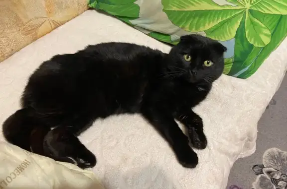 Пропала чёрная кошка, Леонова, 63