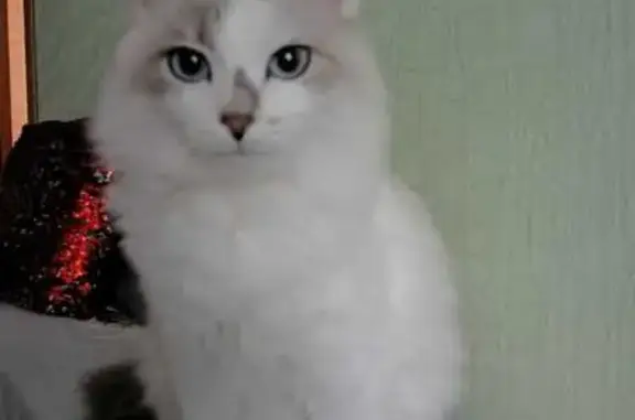 Пропала кошка: Борисоглебск