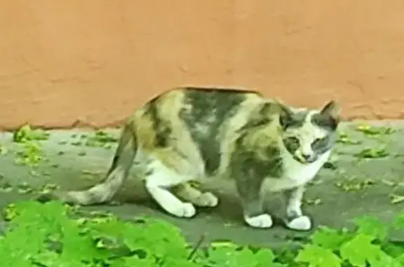 Найдена кошка: пр-т Будённого, 24 к1