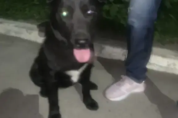 Найдена собака: ул. Менделеева, 9, Уфа
