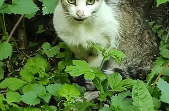 Найдена кошка на Будённого, 22к2, Мск