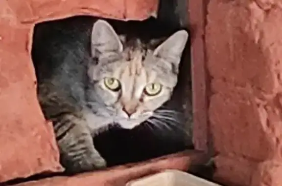 Найдена кошка, пр-т Будённого, 24 к2