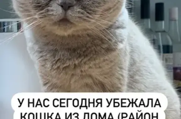 Пропала кошка, Пенза, ул. Казанская