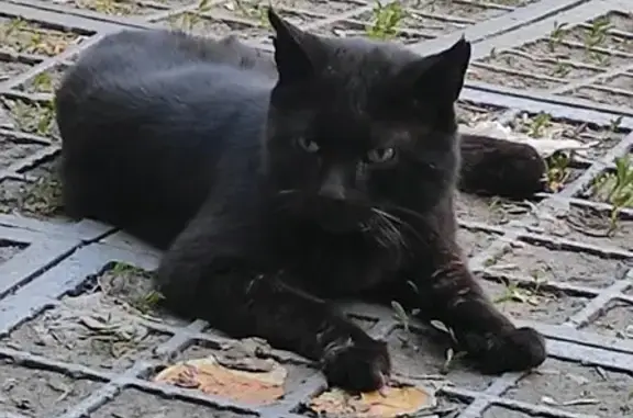 Найдена кошка: Мироновская ул., 27 с10