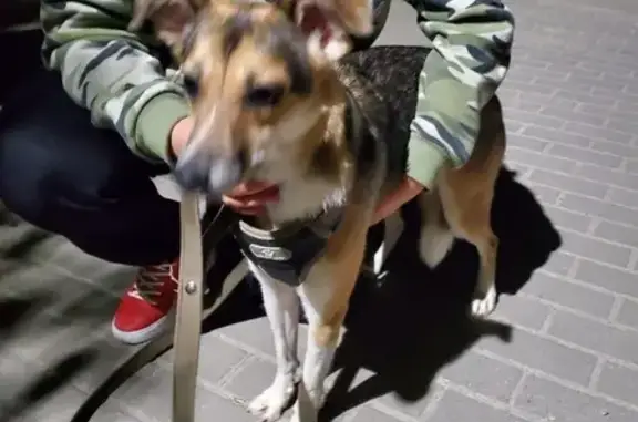 Собака найдена: Кораблинова, 36, Воронеж