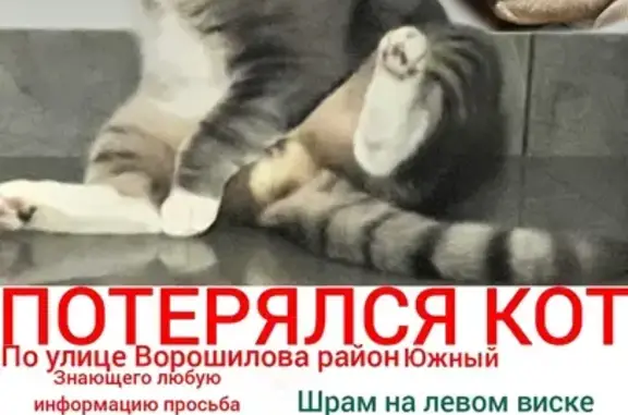 Пропала кошка: Ворошилова, 8, Хабаровск