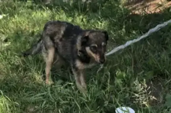 Собака найдена: Белгород, ул. Студенческая 2г