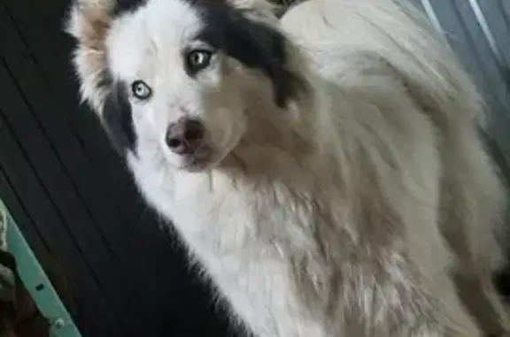 Пропала собака, Красноуральский, Оренбург