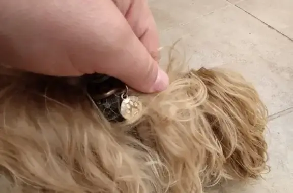 Найдена собака, Смоленское, фото: Найдена собака ул. Мира, 13, Смоленск