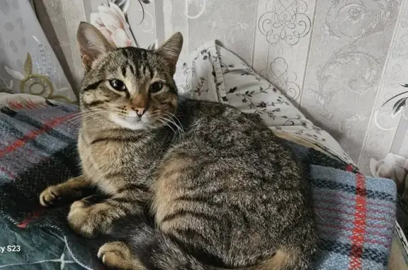 Пропала кошка у школы №30, Омск