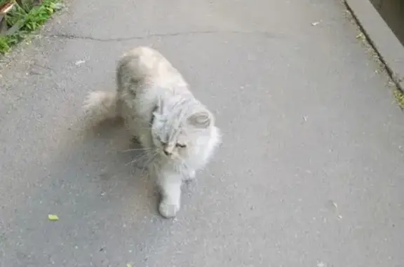 Найдена кошка на пр.Большевиков 3к2