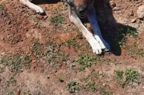 Найдена собака в Лычаке, Волгоград