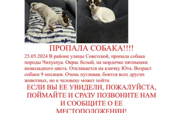 Собаки потеряшки, , фото: Потеряшка Чихуахуа Юта, Советская 9