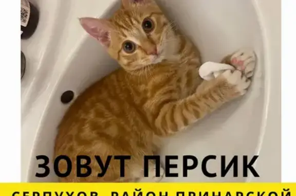 Пропал рыжий кот, Серпухов, ул. Аристова