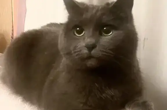 Кошки потеряшки, Санкт-Петербург, фото: Потеряшка серая кошка: Кузнецовская, 40