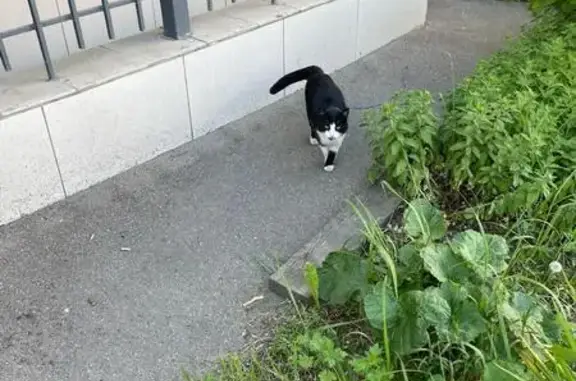 Найдена кошка: ул. Колдунова, 6