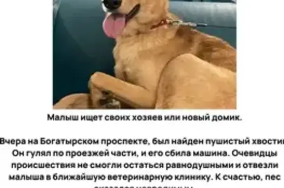 Найден пес на Богатырском проспекте