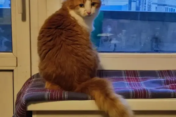 Кошки потеряшки, Санкт-Петербург, фото: Потеряшка Рыжий! Подольская, 26, СПб