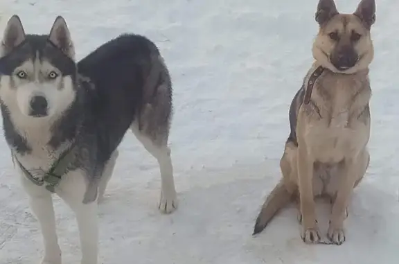 Собаки потеряшки, , фото: Потеряшкаи собаки: Шевченко, 140