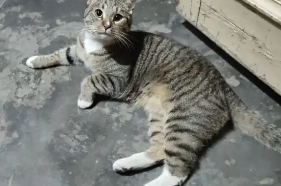 Найдена кошка, Санкт-Петербург, фото: Кошка найдена: Гороховая ул., 17/56 СПб