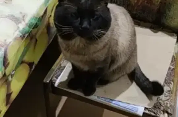 Кошки потеряшки, Непотягово, фото: Потеряшка сиамский кот, Малиновая ул.