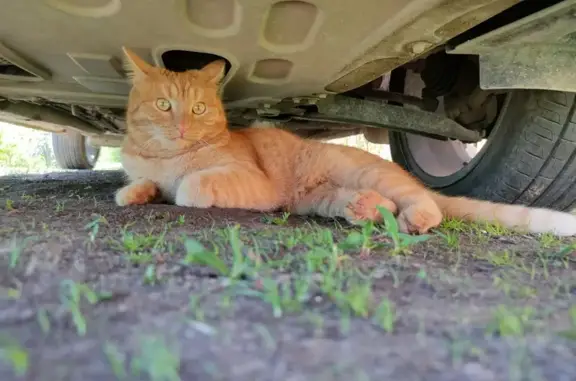 Кошки потеряшки, Киров, фото: Потеряшка кот Мурзик в СНТ 