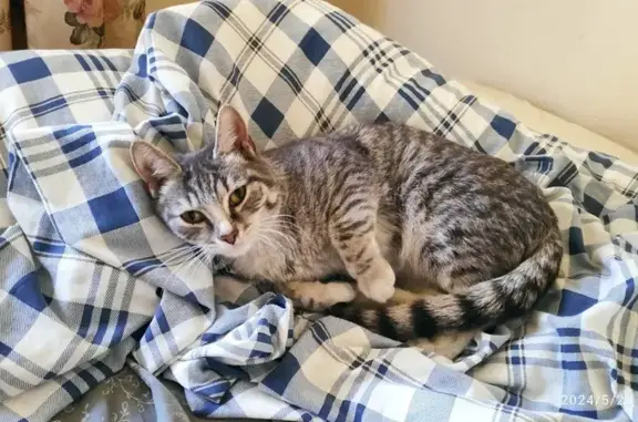 Найдена кошка: Новая ул., Реутов
