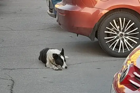 Найдена собака: ул. Жаворонкова, Тула