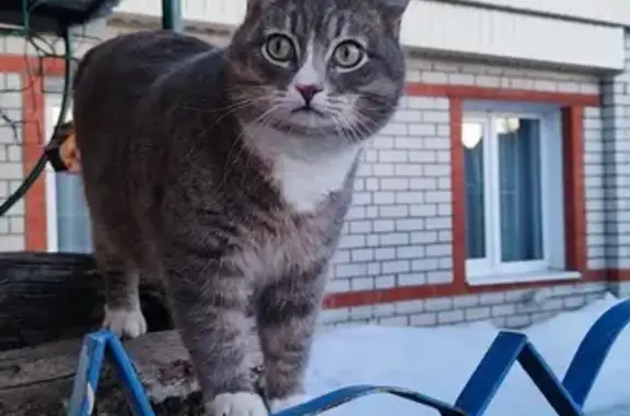 Кошки потеряшки, Пенза, фото: Потеряшка кошка: Каменский пр-д, 6/6