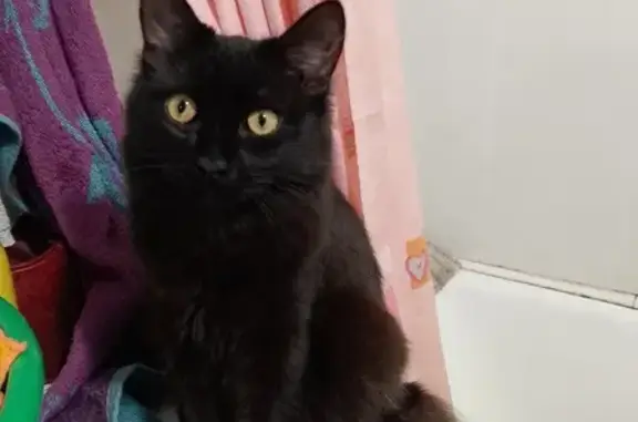 Пропала черная кошка: Инженерная, 25