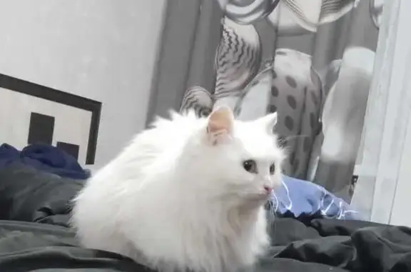 Кошки потеряшки, Уфа, фото: Потеряшка кошка, ул. Расковой, 29, Уфа