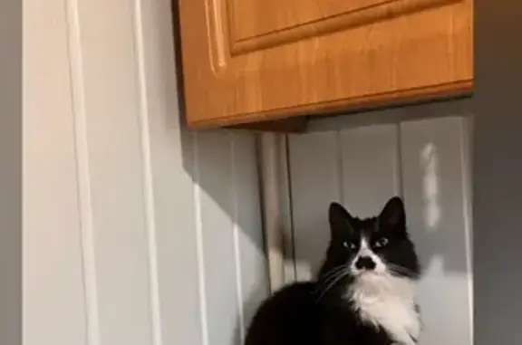 Объявления о пропавших и найденных животных, Рославль, фото: Пропала кошка: Брянская ул., 5