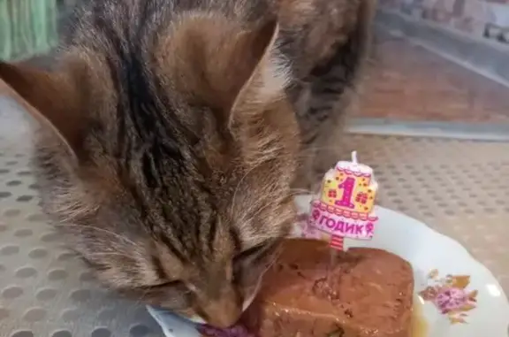 Кошки потеряшки, Санкт-Петербург, фото: Потеряшка кошка: ул. Стойкости, 26 к1