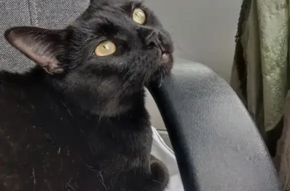 Кошки потеряшки, Санкт-Петербург, фото: Потеряшка кот: Пилютова, 48 к1, СПб