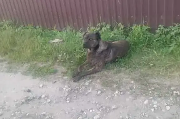 Найдена собака: Радищевская ул., 8, Пенза