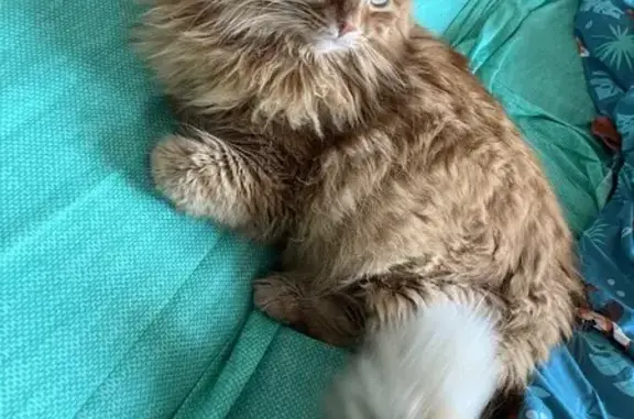 Кошки потеряшки, Санкт-Петербург, фото: Потеряшка кошка, СПб, Белы Куна 22 к5