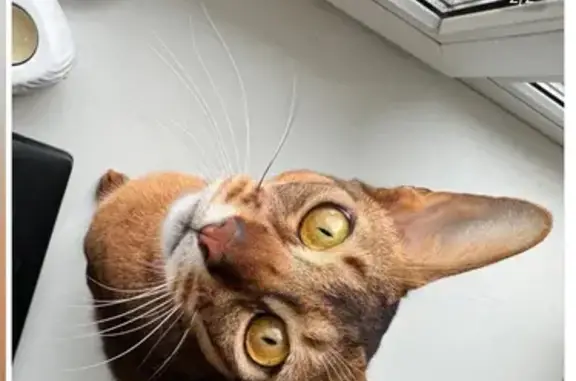 Кошки потеряшки, Лэзым, фото: Потеряшка кот: Центральная, 219А, Лэзым