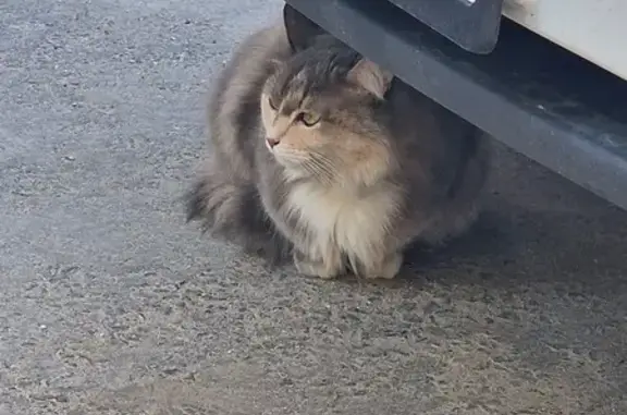 Найдена кошка, Новокузнецкая 42 с3