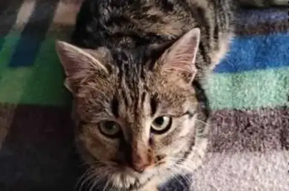 Кошки потеряшки, Александров, фото: Потеряшка кошка: Октябрьская 6/4А