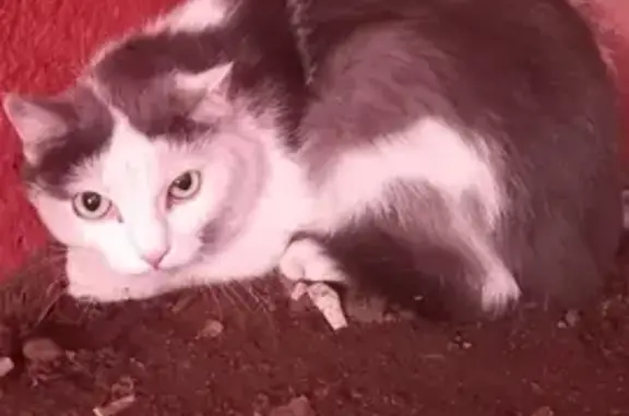 Найдена кошка, ул. Туполева, 16, Улан-Удэ