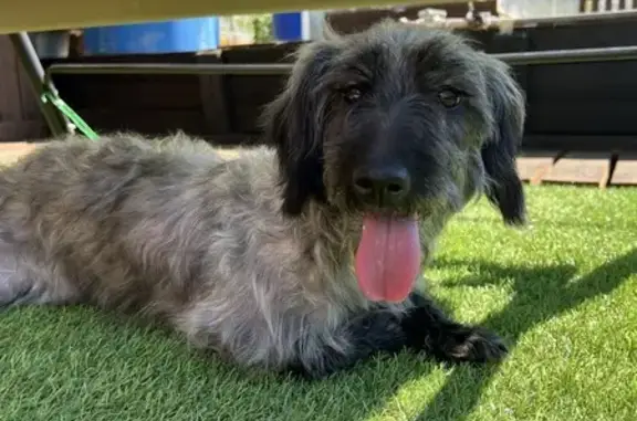 Найдена собака, , фото: Найдена собака, 4 км Мирного