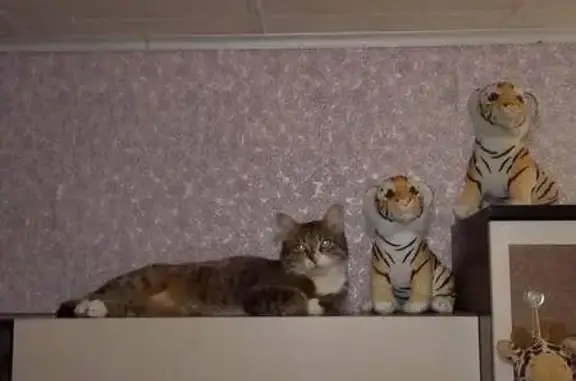 Кошки потеряшки, Ярославль, фото: Потеряшка кот Тим: Труфанова, 34к2