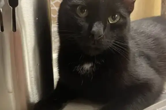 Кошки потеряшки, Павлово, фото: Потеряшка кот, Силикатная ул., Павлово