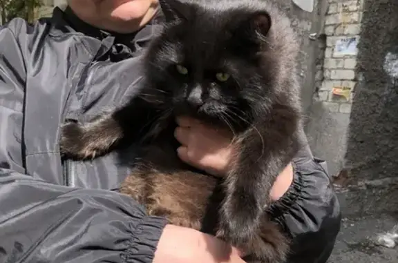 Найдена кошка, ул. Энергетиков, 62